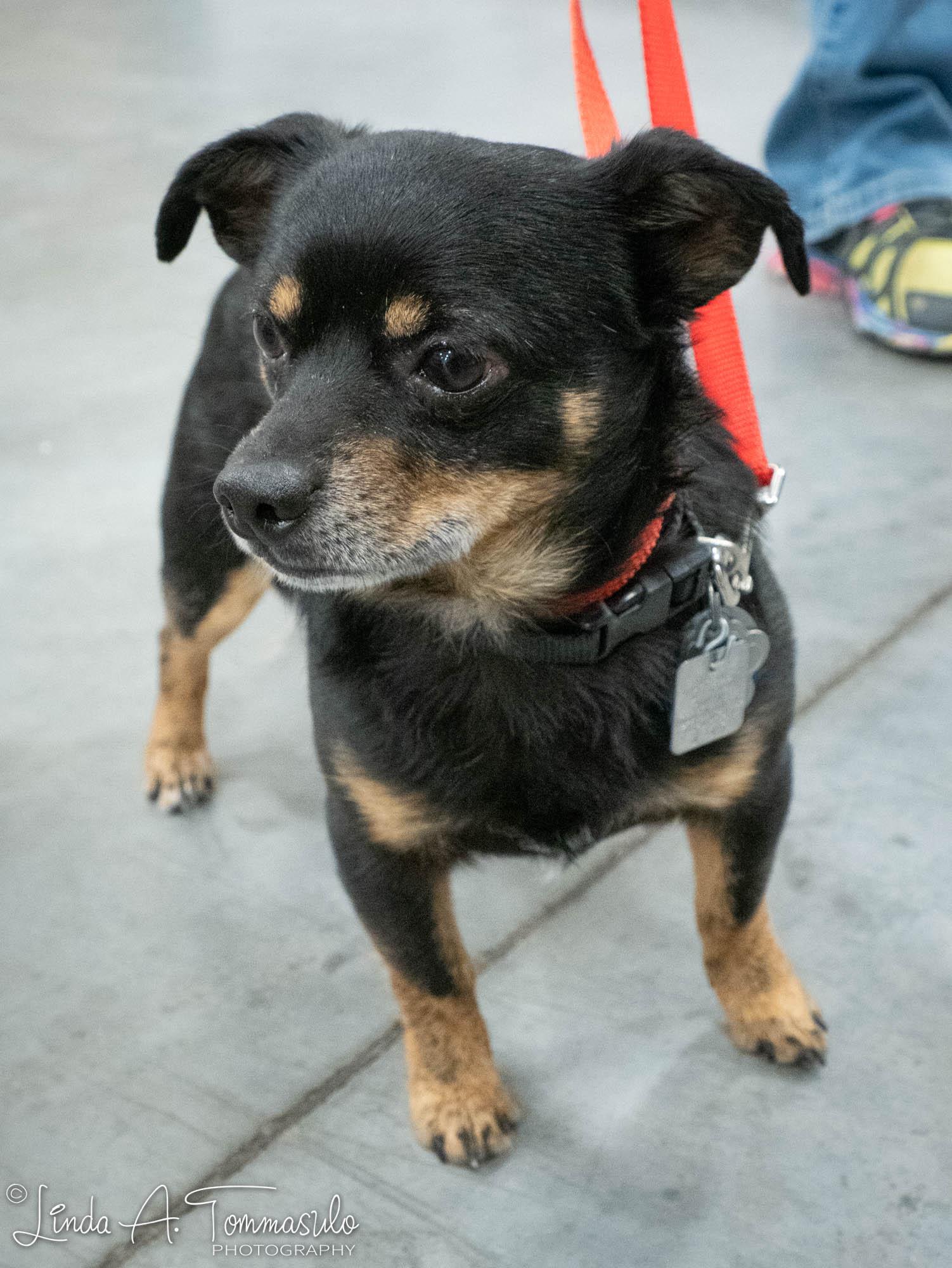 Enlarge Jaspar, an adopted mixed breed in Albany, NY image 6/6