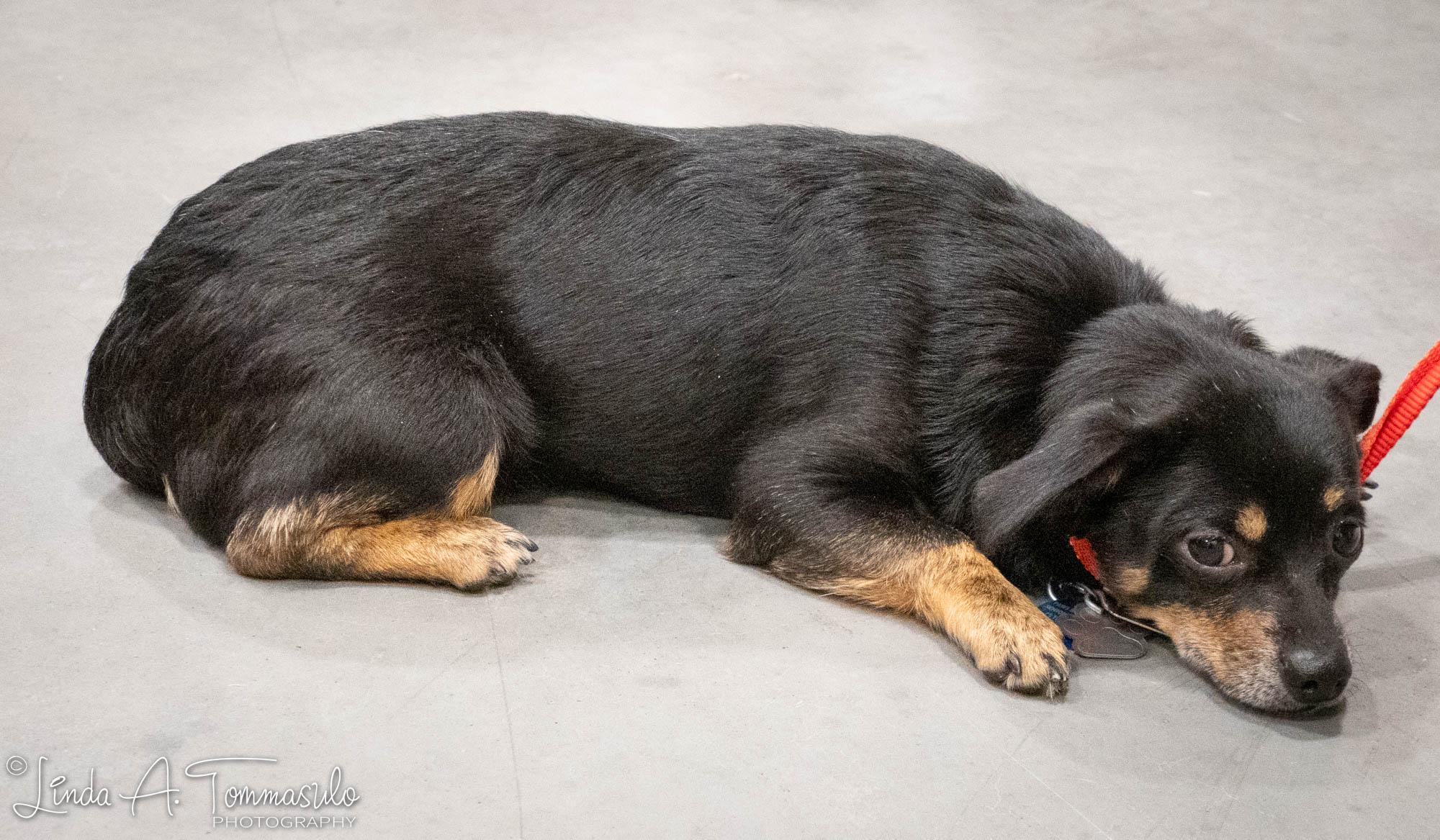 Enlarge Jaspar, an adopted mixed breed in Albany, NY image 4/6