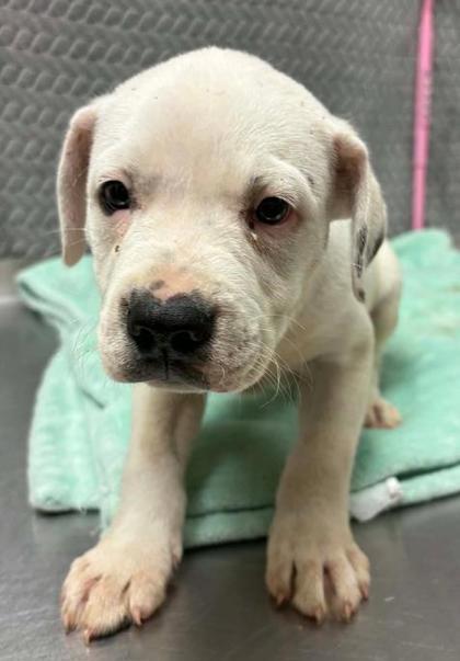 Cousin Larry, Adoptable, Puppy Male Terrier & Mixed Breed.