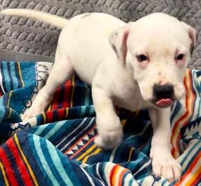 Cousin Larry, a Adoptable mixed breed in Lampasas, TX image 2/2