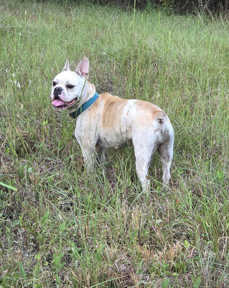 Odie Roger-4164GA, Adoptable, Adult Male French Bulldog & English Bulldog.