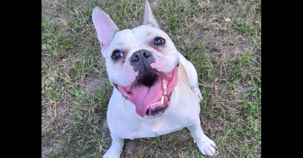 Odie Roger-4164GA, a Adoptable mixed breed in Maryville, TN image 2/5