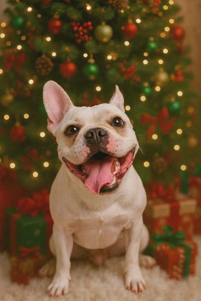 Odie Roger-4164GA, a Adoptable mixed breed in Maryville, TN image 3/5