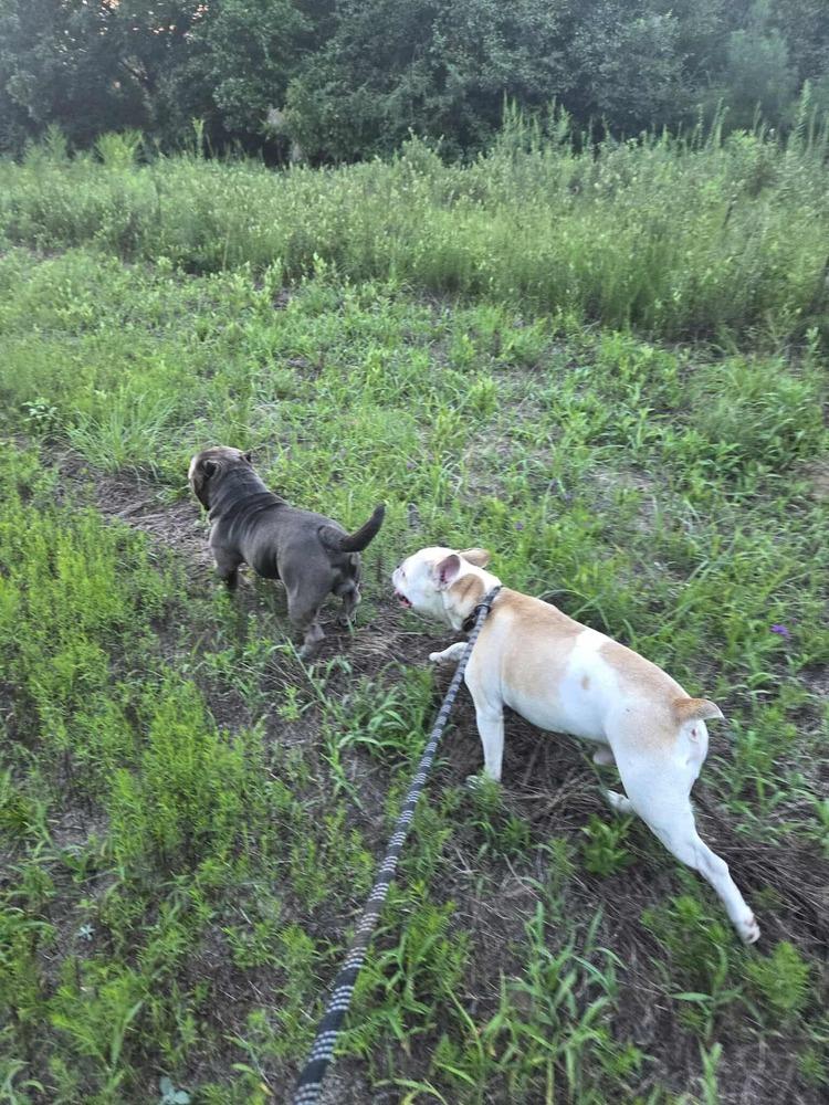 Odie Roger-4164GA, a Adoptable mixed breed in Maryville, TN image 4/5