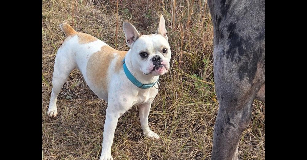 Odie Roger-4164GA, a Adoptable mixed breed in Maryville, TN image 5/5