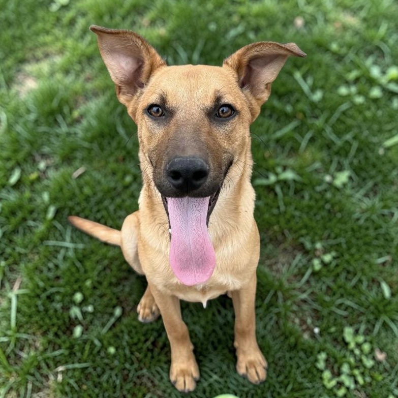 Enlarge Kenny, a Adoptable mixed breed in DeWitt, NY image 3/6