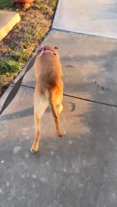 Enlarge Kenny, a Adoptable mixed breed in DeWitt, NY video 2/6