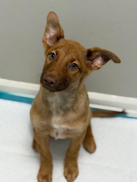 Daisy, adopted, Puppy Female Belgian Shepherd / Malinois.