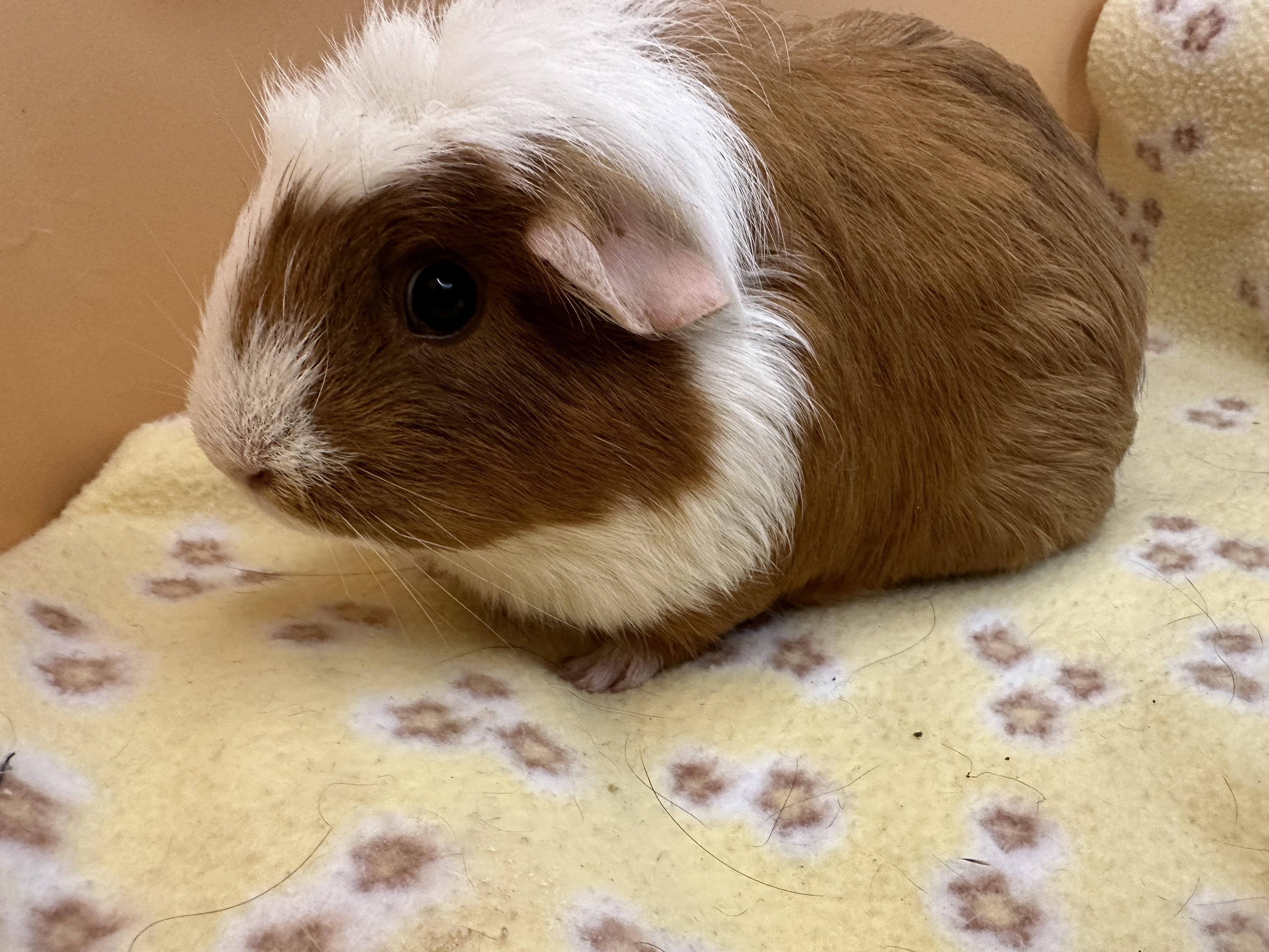 Enlarge Mamma Francine, a Adoptable Guinea Pig in Eagle River, AK image 1/3