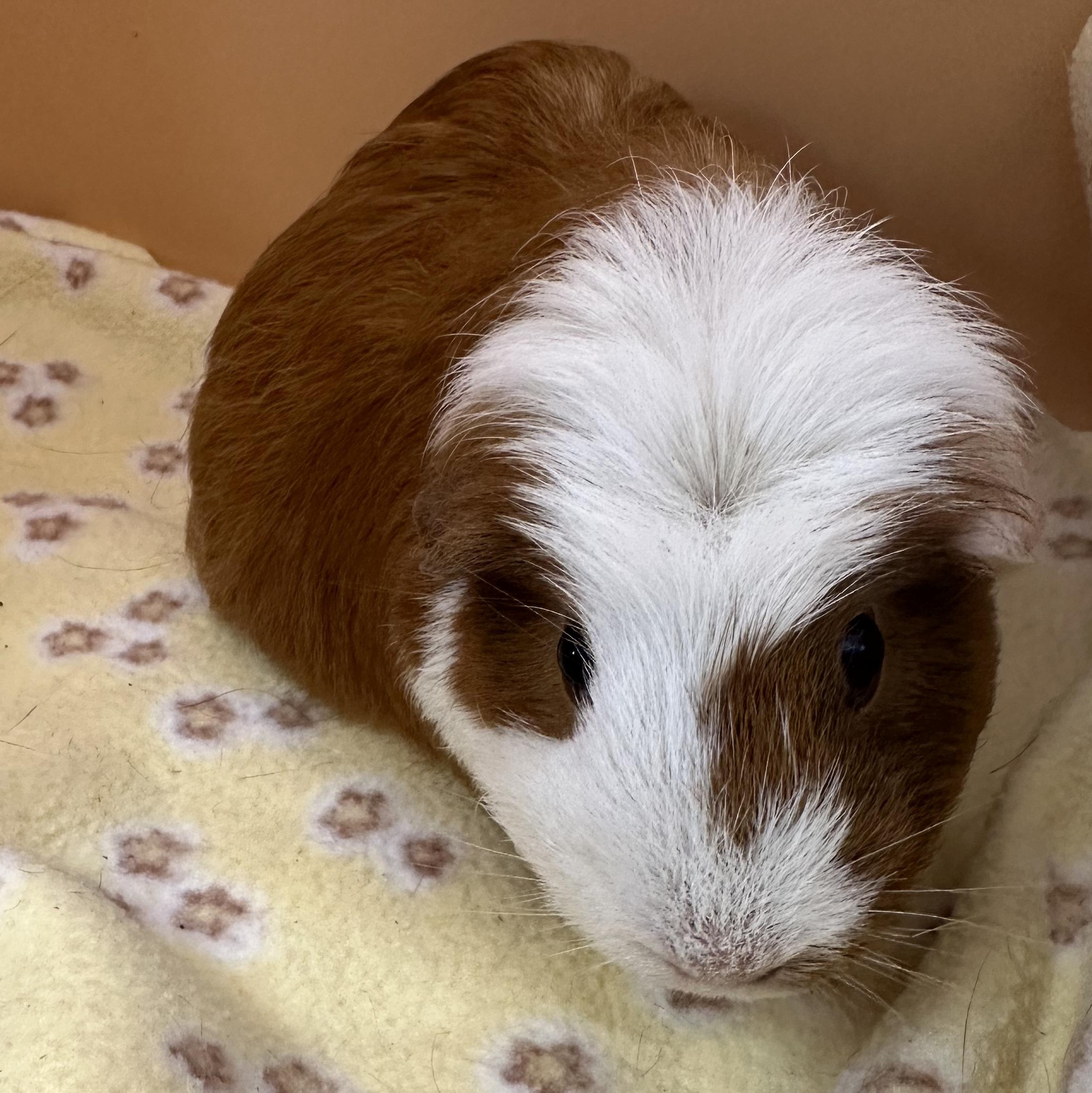 Enlarge Mamma Francine, a Adoptable Guinea Pig in Eagle River, AK image 2/3
