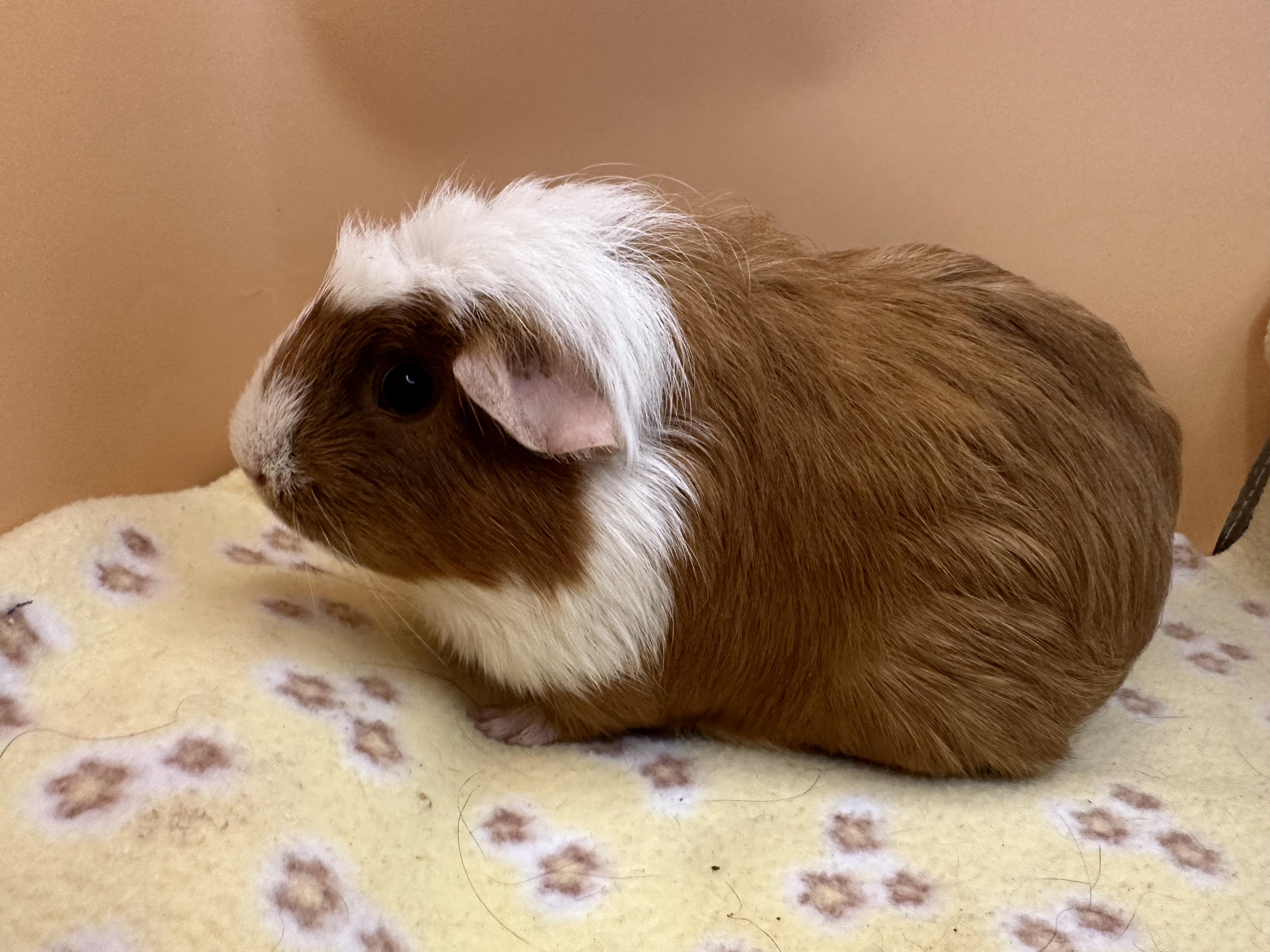 Enlarge Mamma Francine, a Adoptable Guinea Pig in Eagle River, AK image 3/3