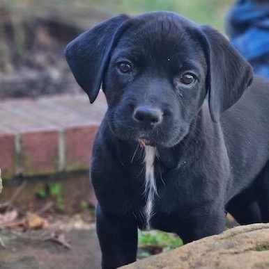 Piper — thumbnail 4