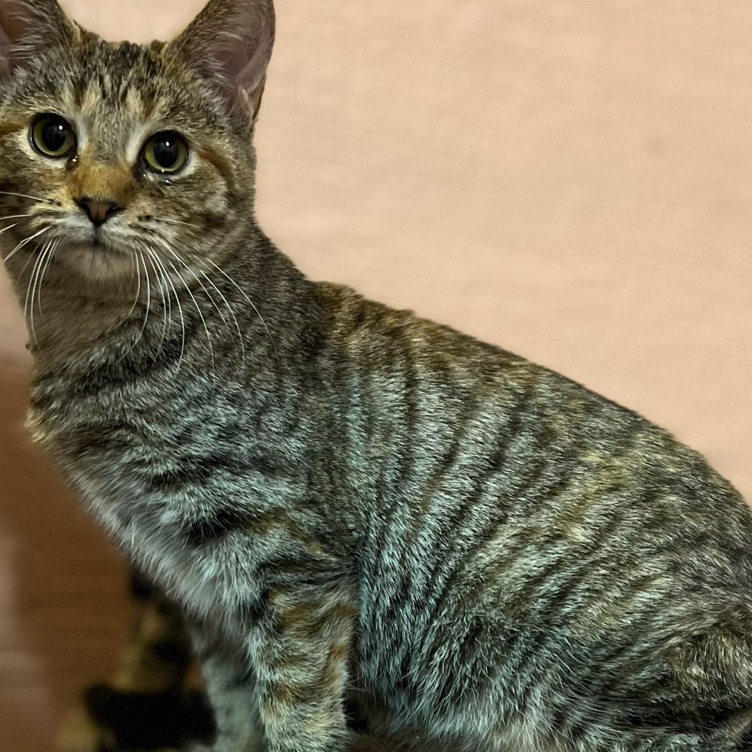 Enlarge Sherlie, a ADOPTABLE Tabby in Muncie, IN image 1/1