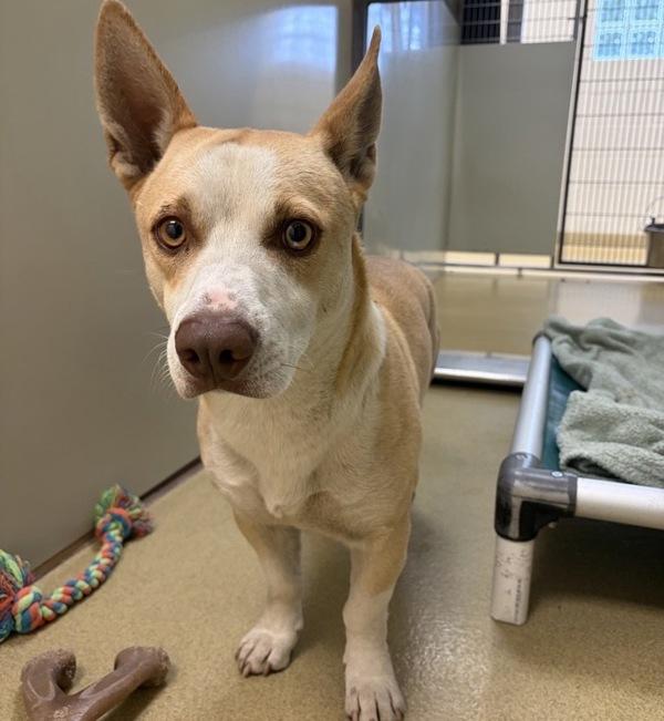 Hibachi, Adoptable, Adult Male Corgi & Pit Bull Terrier.