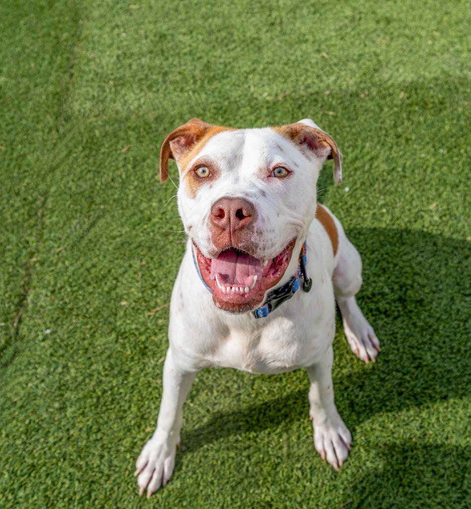 Winchester, Adoptable, Adult Male Boxer & Cattle Dog.