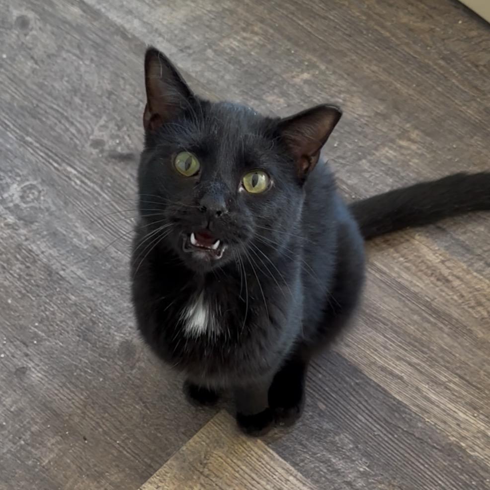 Enlarge Skeeter, a Adoptable Domestic Short Hair in Pleasant Hill, MO image 1/1