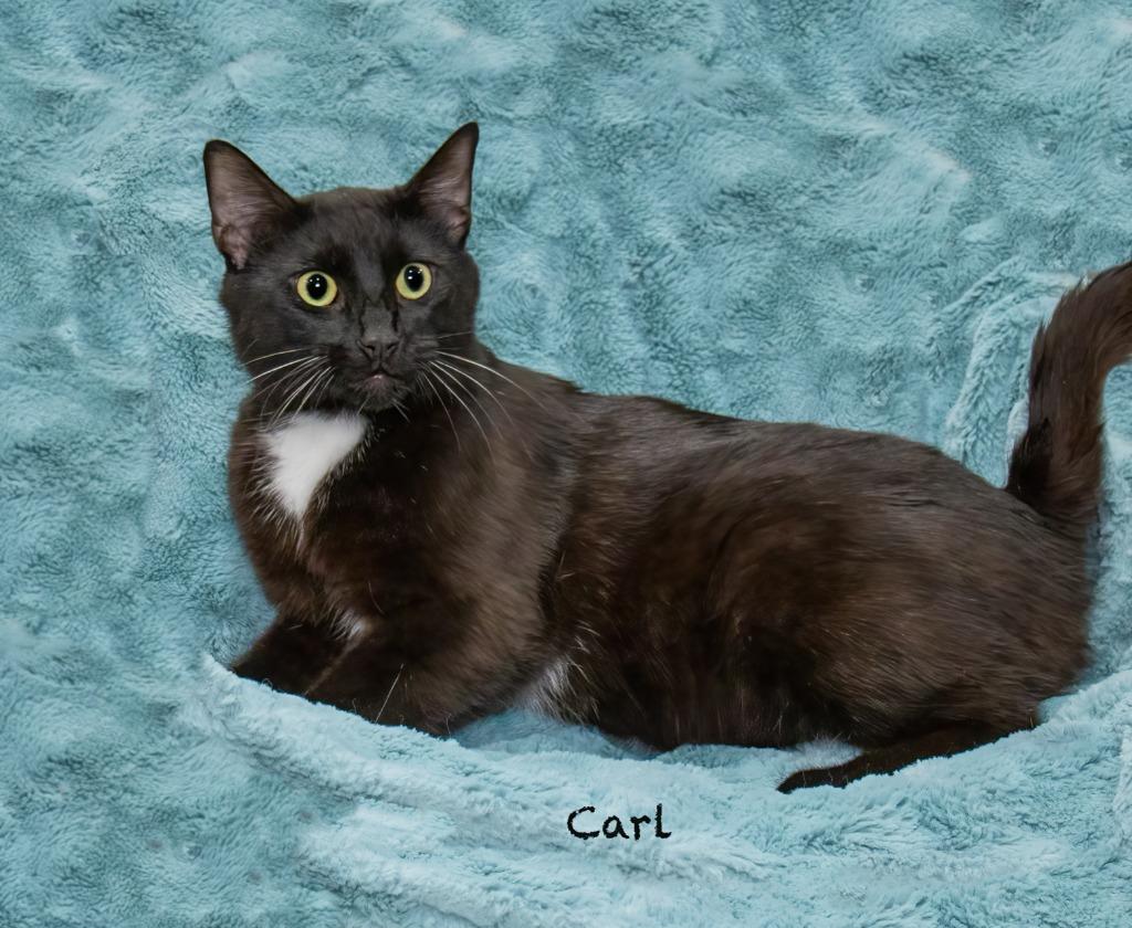 Carl, Adoptable, Young Male Domestic Short Hair.