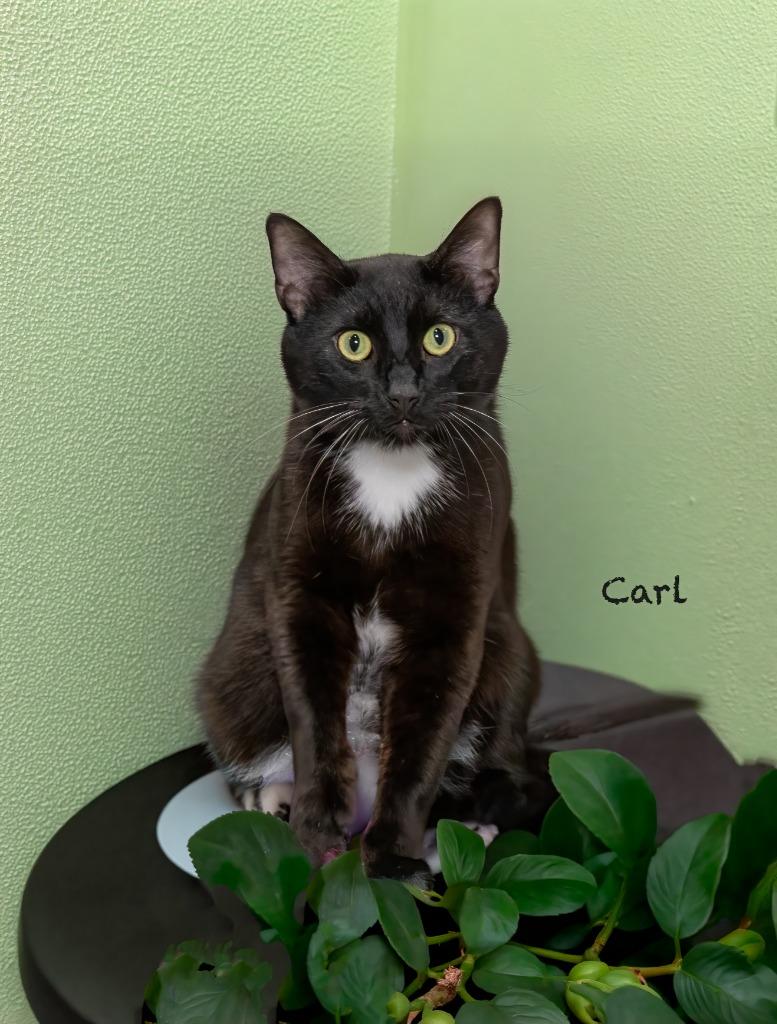 Carl, a Adoptable mixed breed in Hot Springs Village, AR image 2/2