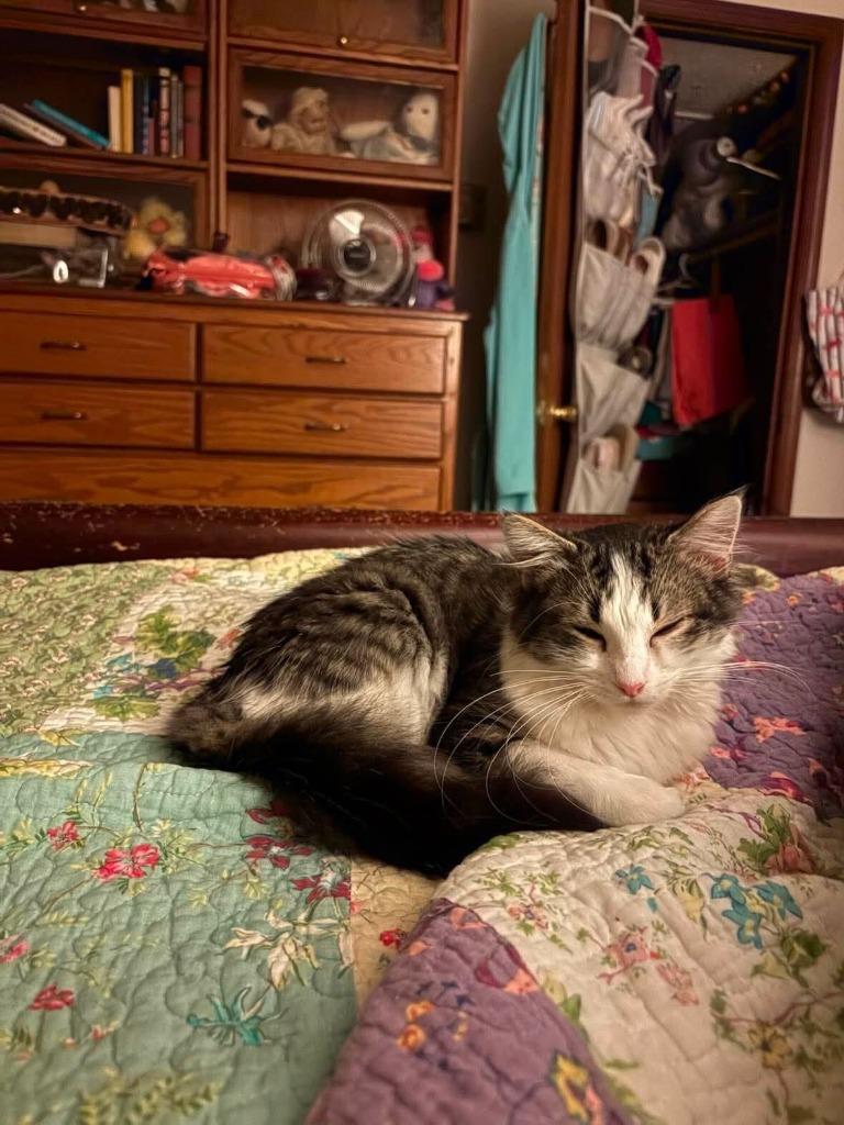 Jessi, Adoptable, Kitten Female Domestic Medium Hair.