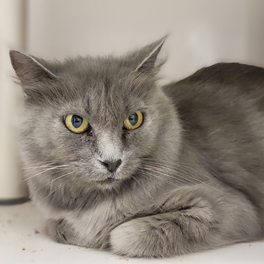 Abra, a Adoptable Domestic Medium Hair in Sarasota, FL image 1/3