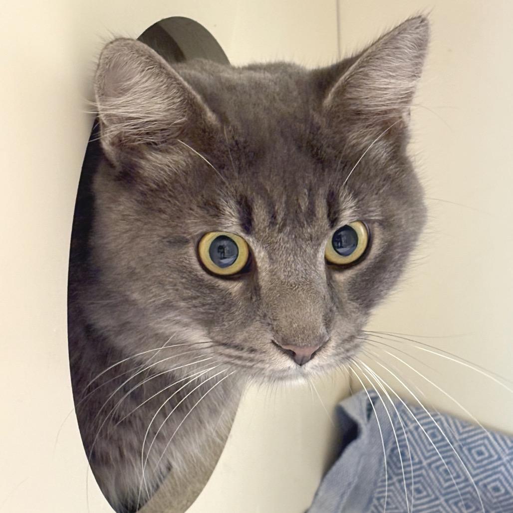 Abra, a Adoptable Domestic Medium Hair in Sarasota, FL image 2/3