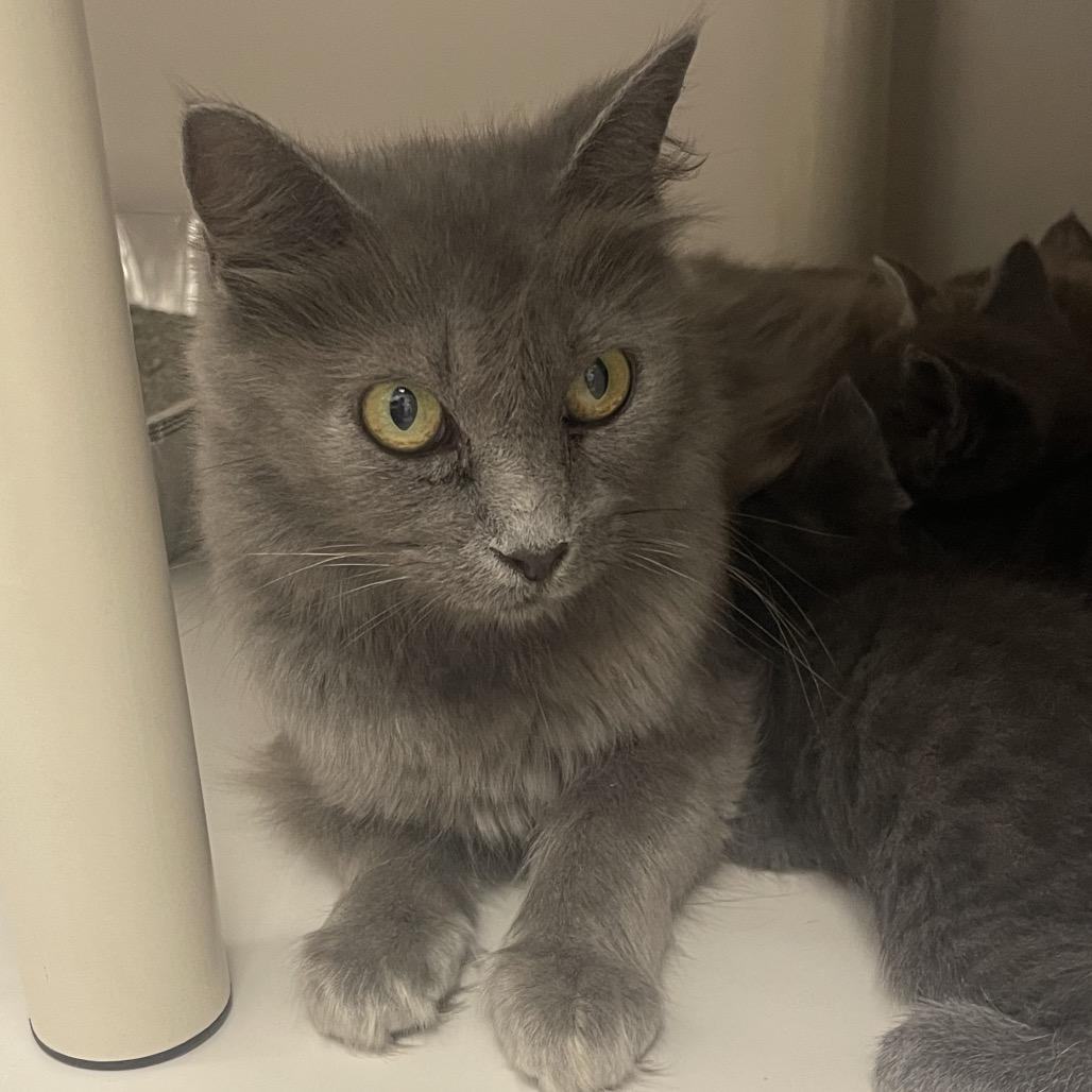 Abra, a Adoptable Domestic Medium Hair in Sarasota, FL image 3/3