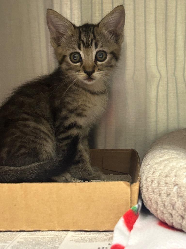 Bolt, Adopted, Kitten Male Domestic Medium Hair.