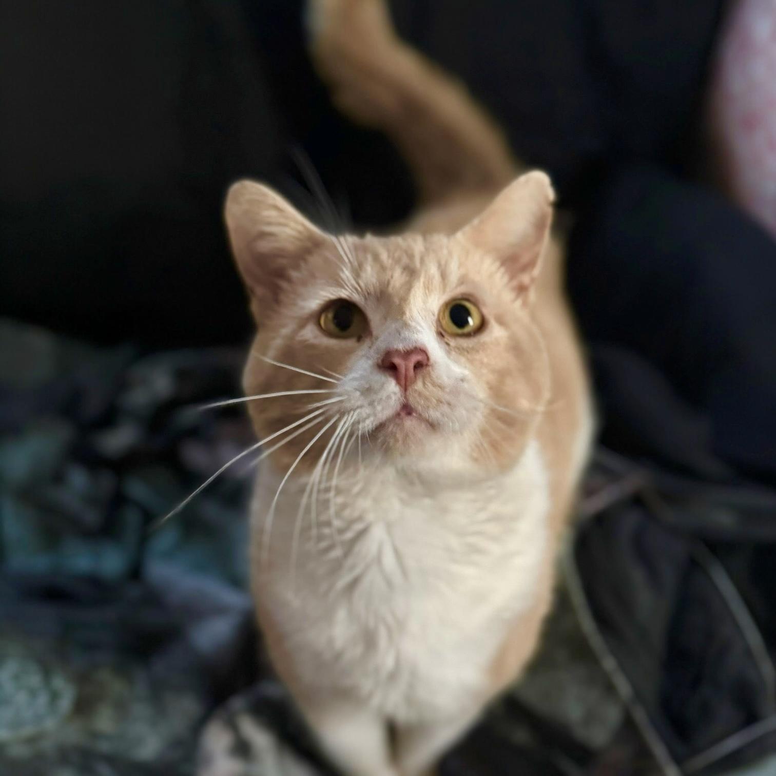 Garfield