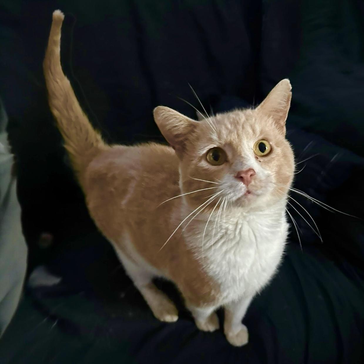 Garfield
