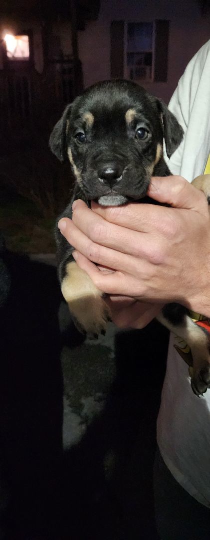 Nova 2