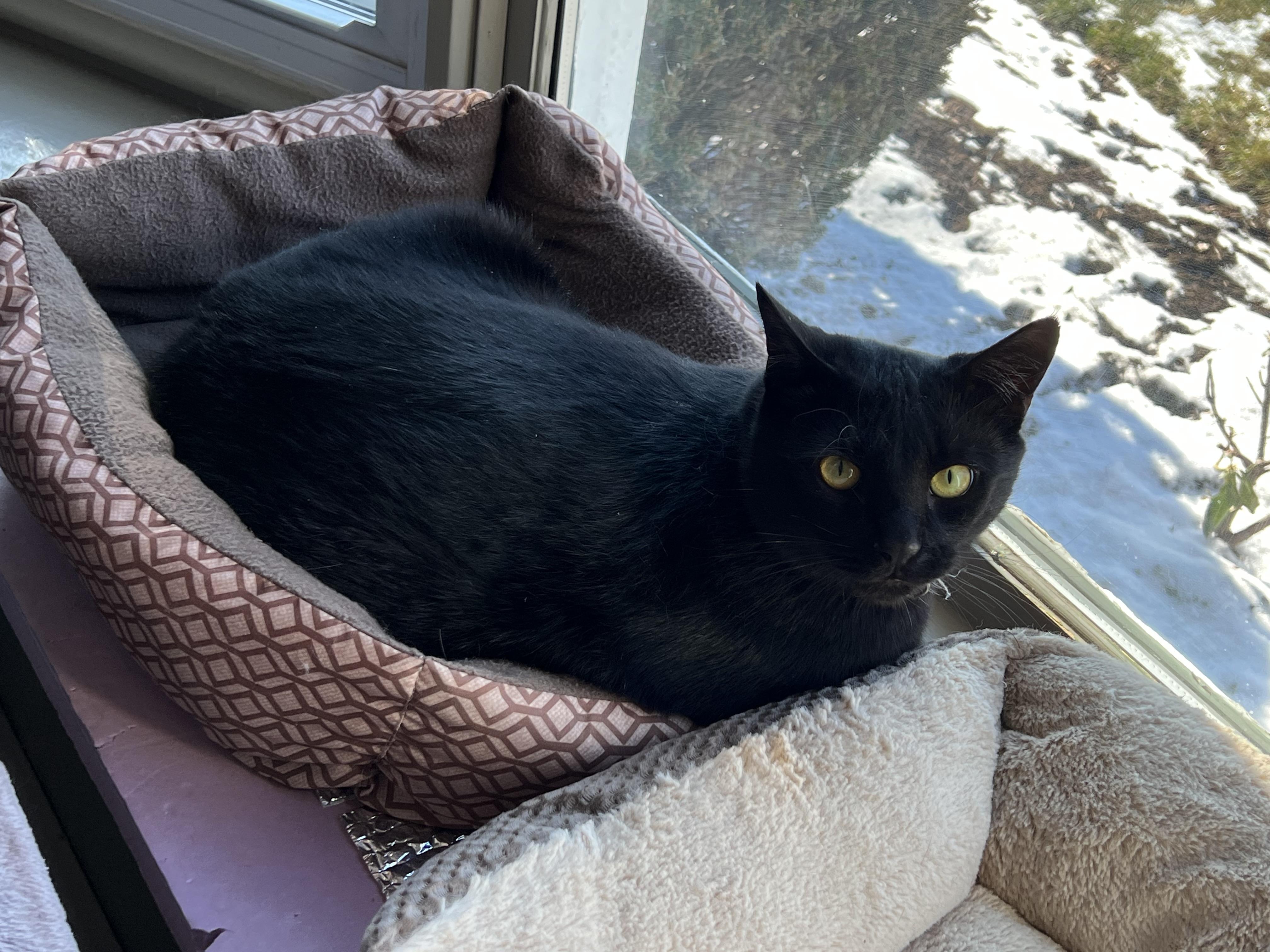 Enlarge PHIL, a Adoptable Domestic Short Hair in Churchville, PA image 1/6