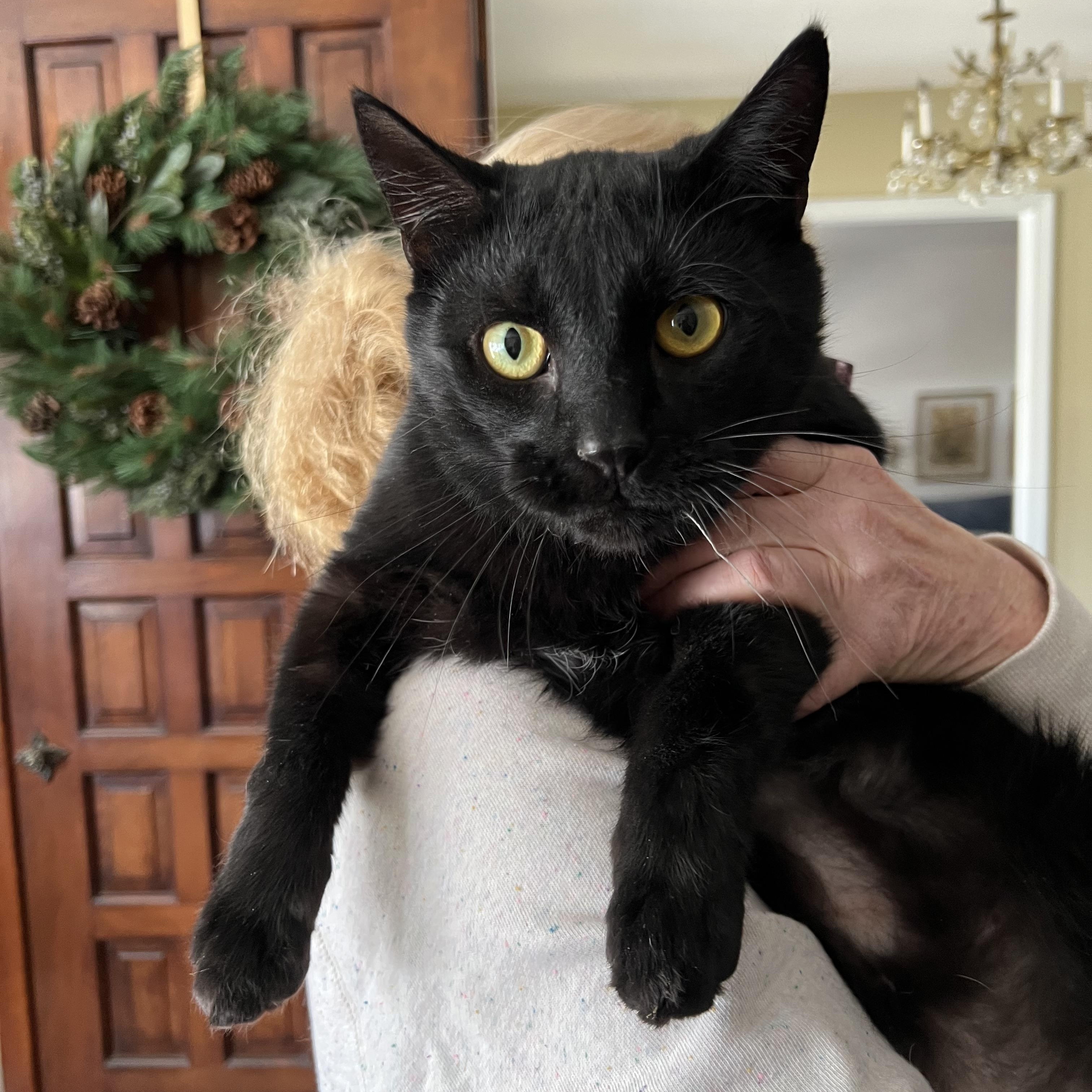 Enlarge PHIL, a Adoptable Domestic Short Hair in Churchville, PA image 4/6