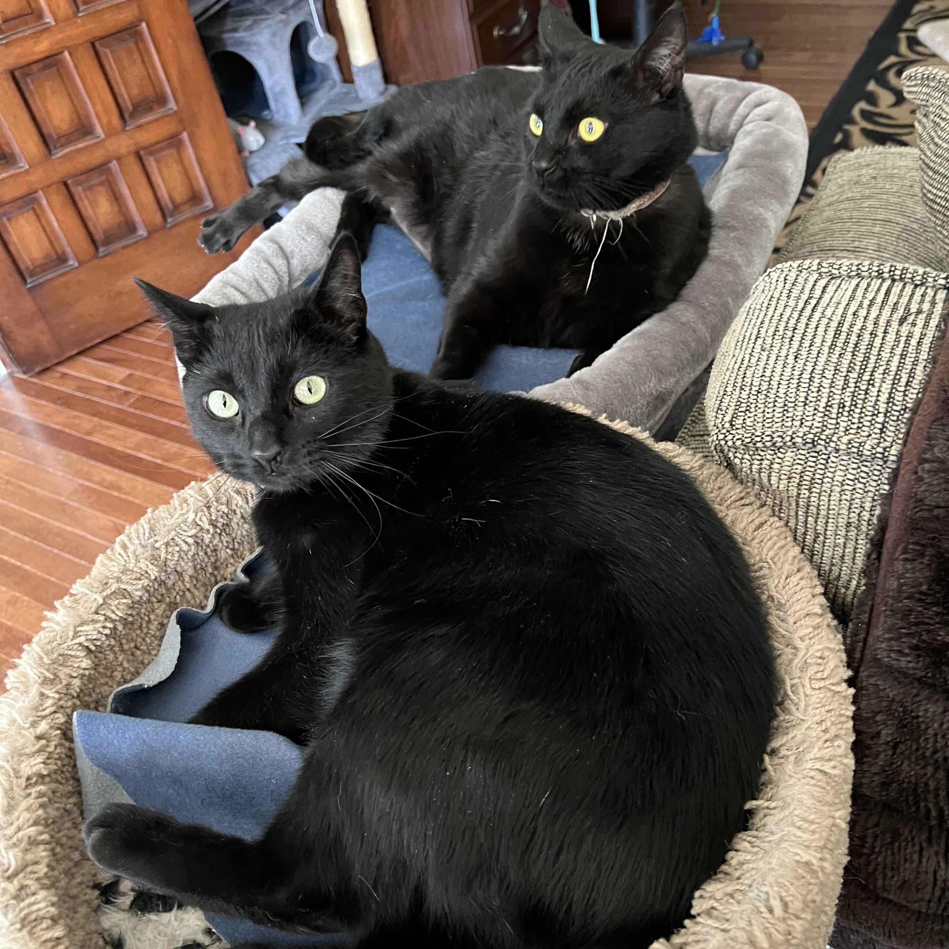 Enlarge PHIL, a Adoptable Domestic Short Hair in Churchville, PA image 6/6