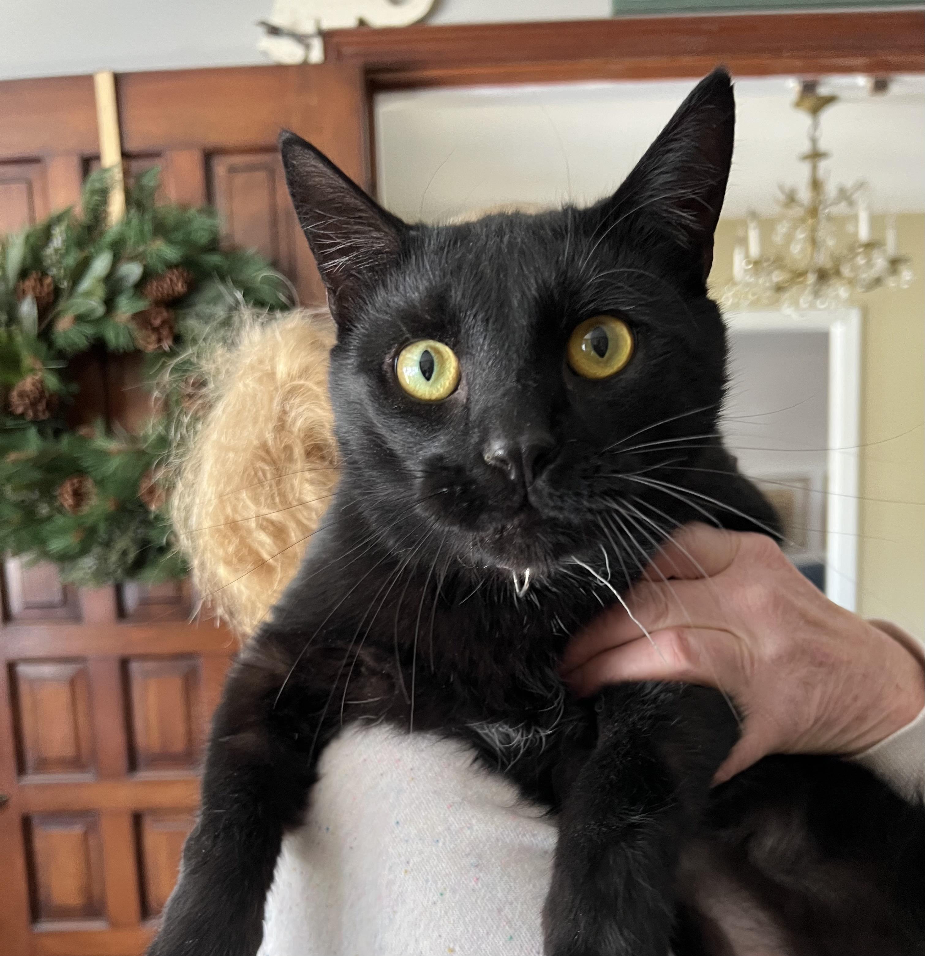 Enlarge PHIL, a Adoptable Domestic Short Hair in Churchville, PA image 5/6