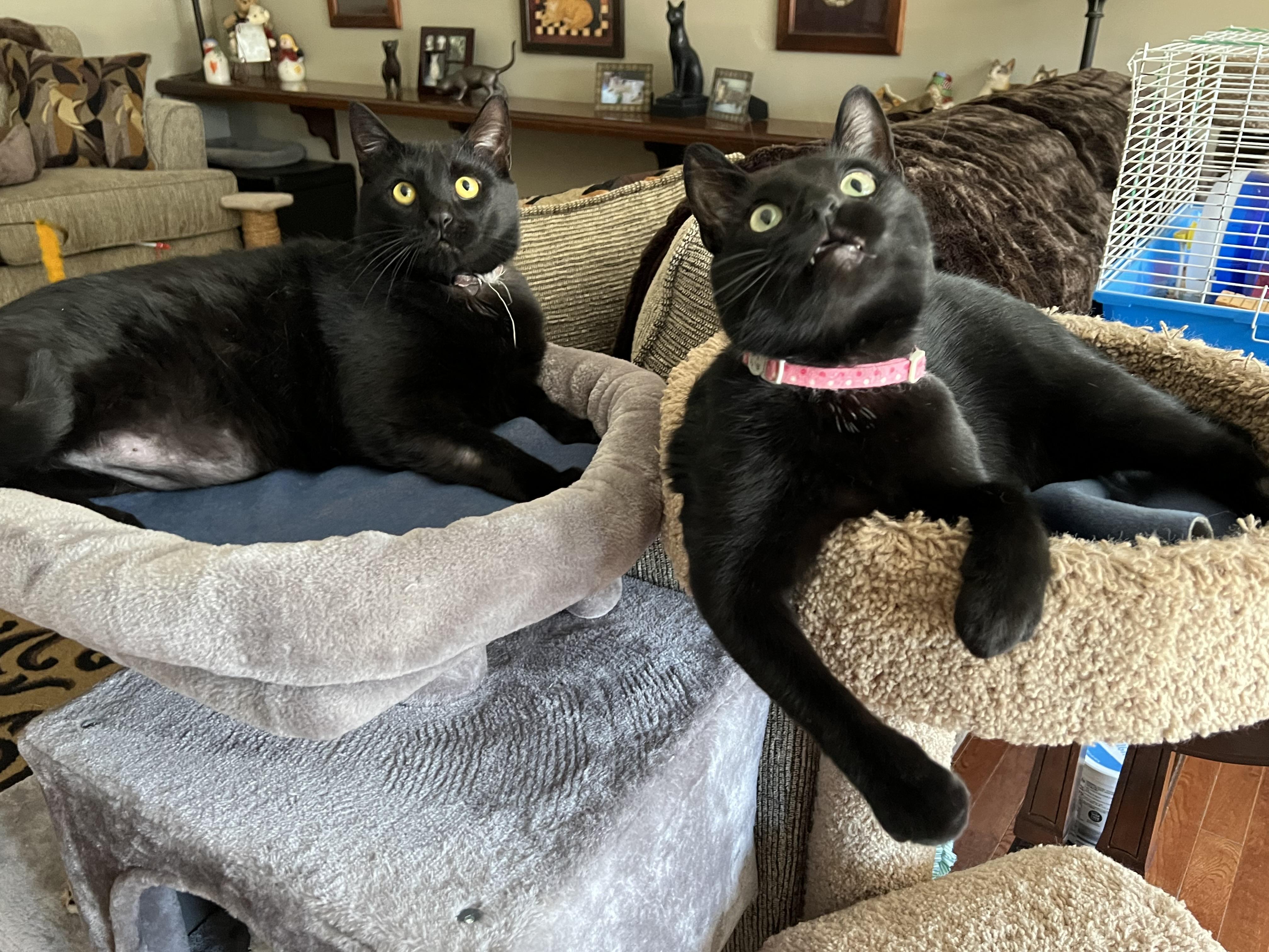 Enlarge PHIL, a Adoptable Domestic Short Hair in Churchville, PA image 2/6