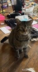 Enlarge Paxton, a ADOPTABLE Tiger in Lead, SD image 2/4