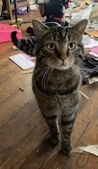 Enlarge Paxton, a ADOPTABLE Tiger in Lead, SD image 1/4