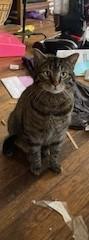 Enlarge Paxton, a ADOPTABLE Tiger in Lead, SD image 3/4