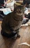 Enlarge Paxton, a ADOPTABLE Tiger in Lead, SD image 4/4