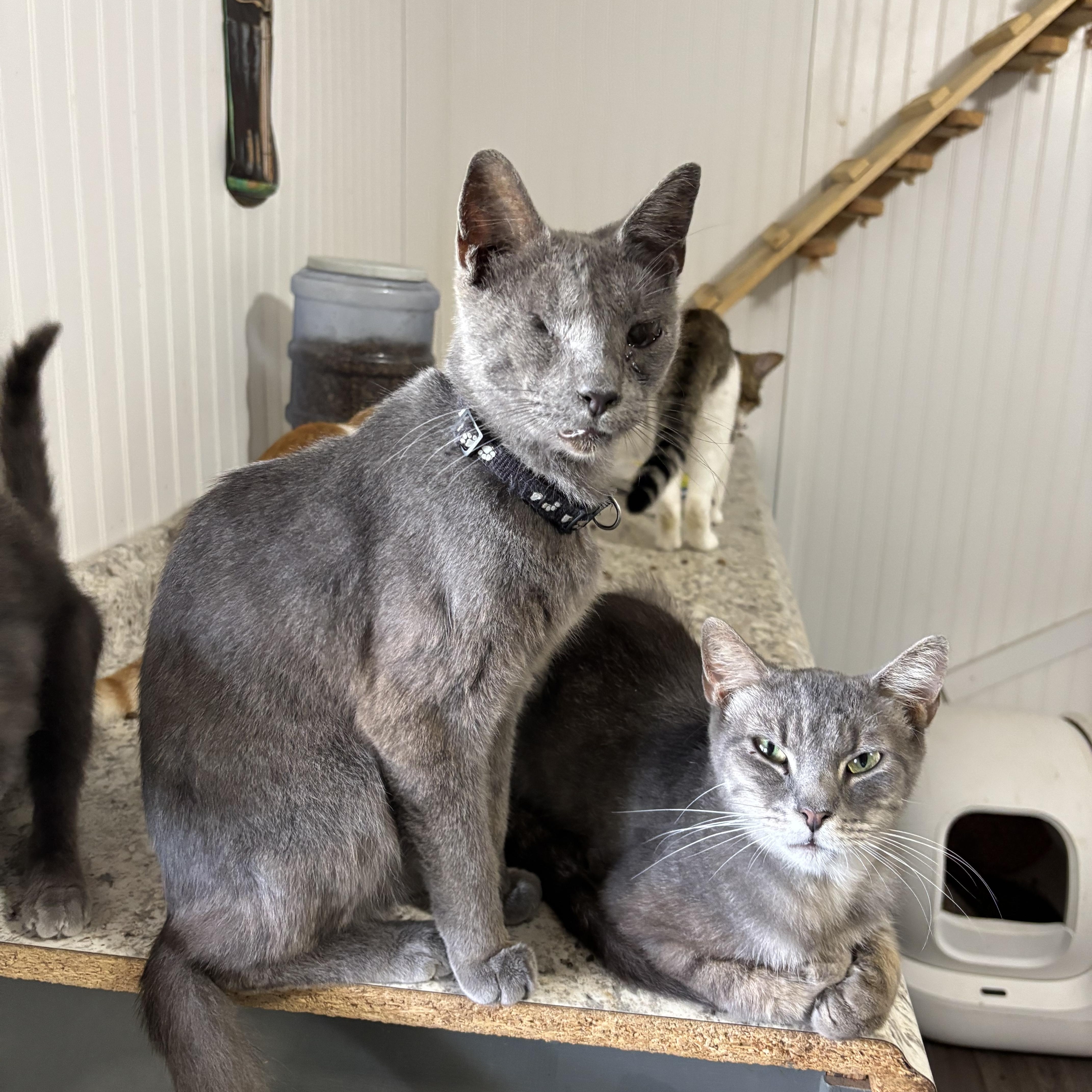 Jax, a ADOPTABLE Domestic Short Hair in Hemingway, SC image 2/2