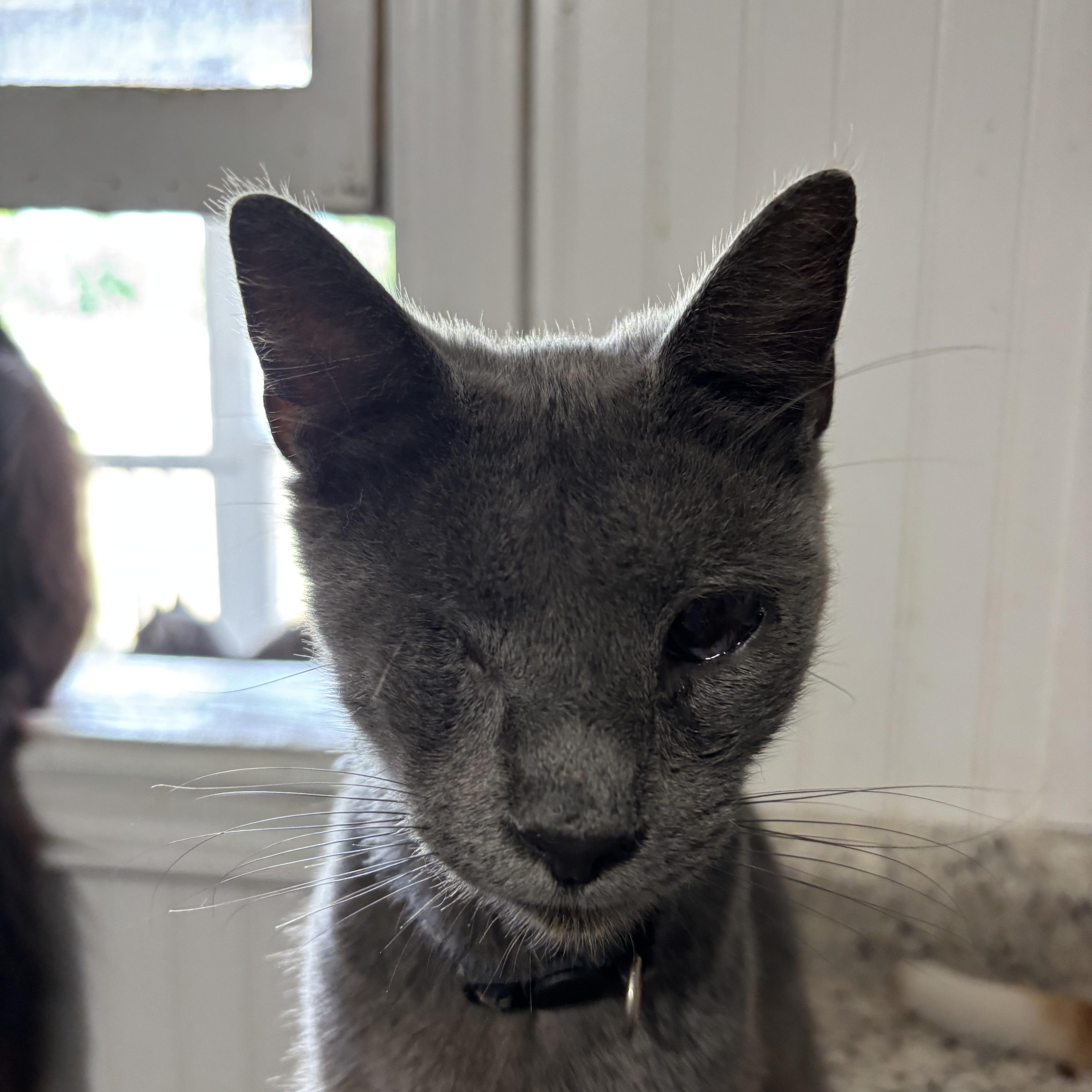 Jax, ADOPTABLE, Adult Male Domestic Short Hair.