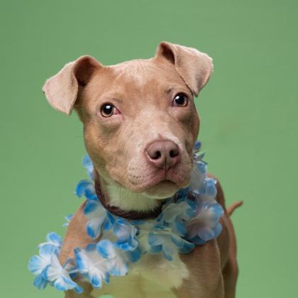 Enlarge Guide, a Adoptable mixed breed in Atlanta, GA image 1/3