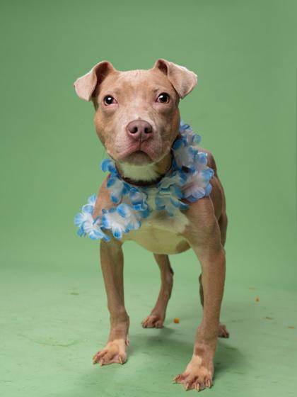 Enlarge Guide, a Adoptable mixed breed in Atlanta, GA image 2/3