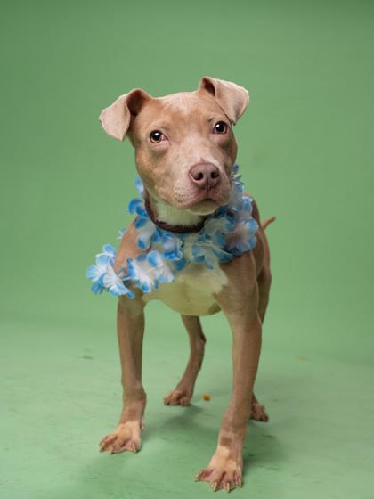 Enlarge Guide, a Adoptable mixed breed in Atlanta, GA image 3/3