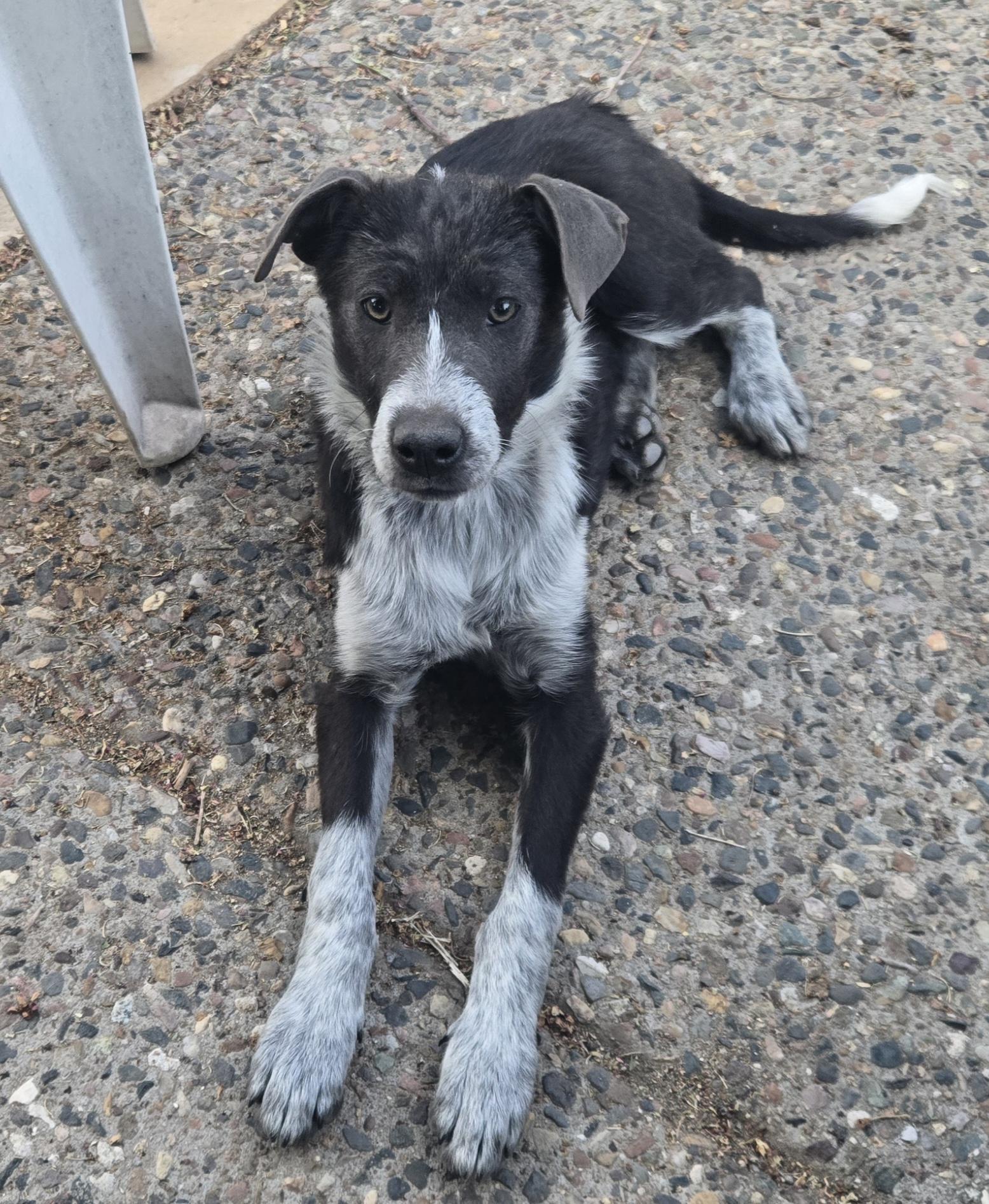 Bullhead City, AZ Animal Shelters & Rescues