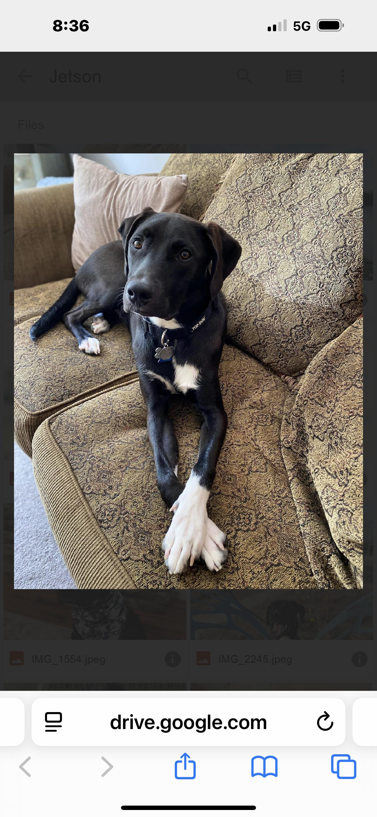 Jetson, Adoptable, Adult Male Black Labrador Retriever.