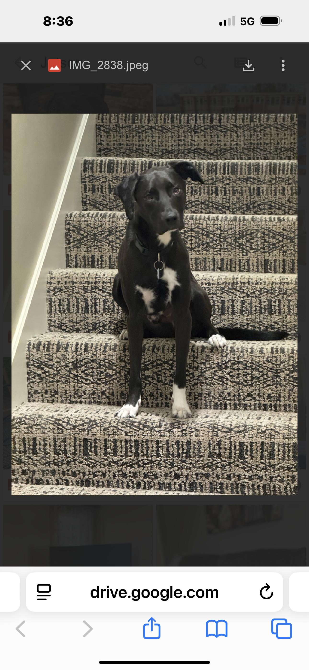 Enlarge Jetson, a Adoptable mixed breed in Columbia, MO image 3/3