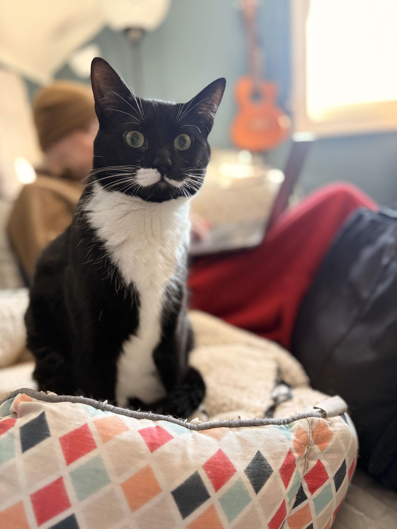 Nina, a Adoptable Domestic Short Hair in Crystal, MN image 1/3