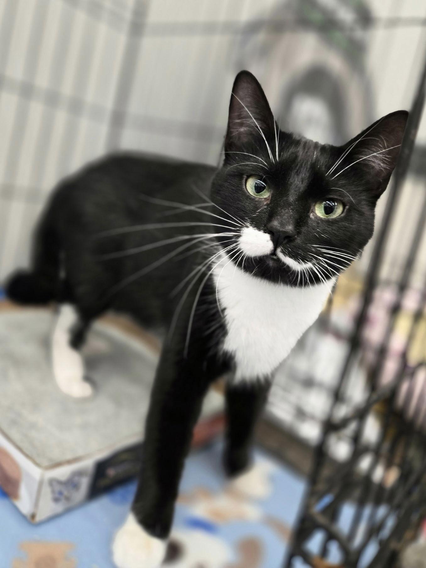 Enlarge Nina, a Adoptable Domestic Short Hair in Crystal, MN image 2/3