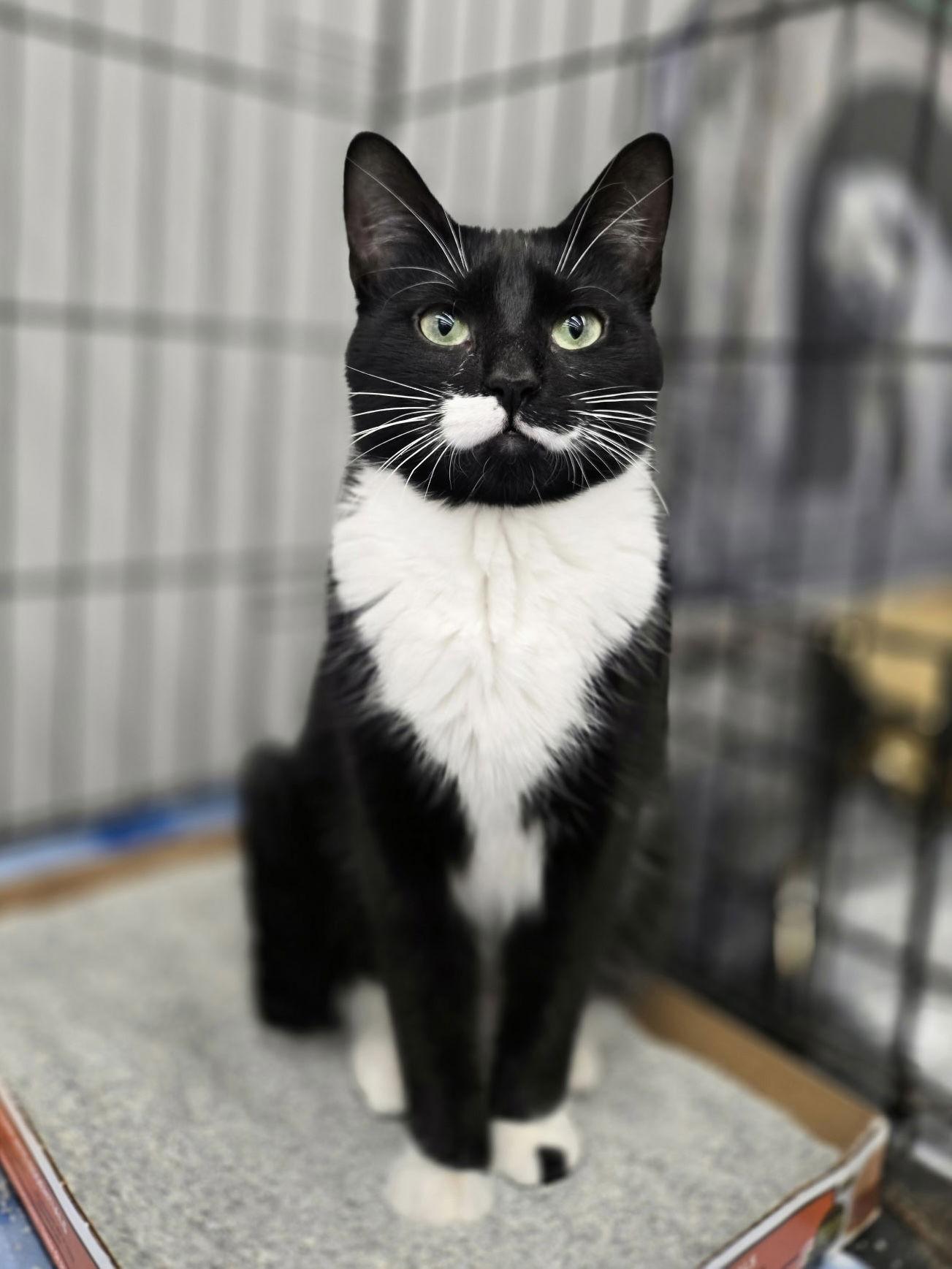 Enlarge Nina, a Adoptable Domestic Short Hair in Crystal, MN image 3/3